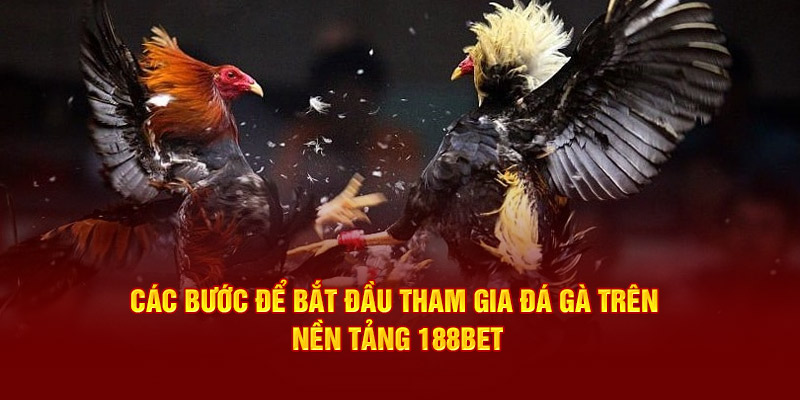 Các bước để bắt đầu tham gia đá gà trên nền tảng 188BET