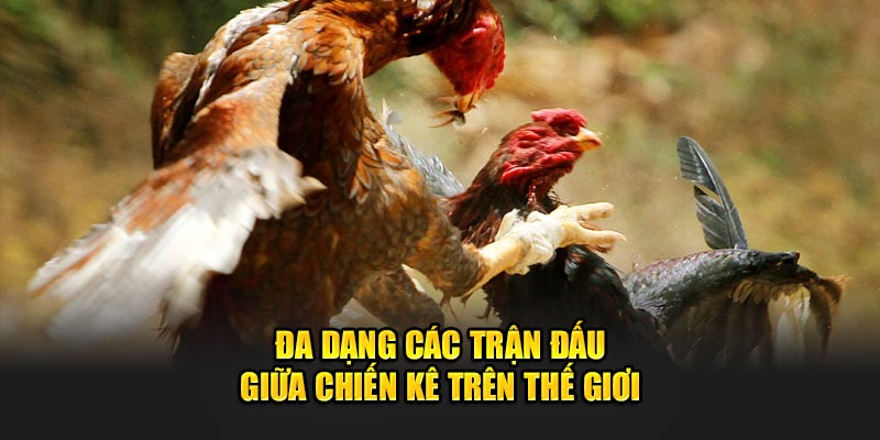 Đa dạng các trận đấu giữa chiến kê trên thế giới