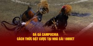 Đá Gà Campuchia - Cách Thức Đặt Cược Tại Nhà Cái 188Bet