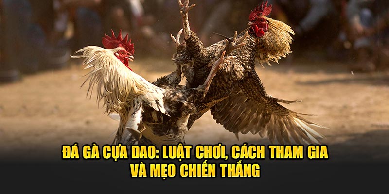 Đá Gà Cựa Dao: Luật Chơi, Cách Tham Gia Và Mẹo Chiến Thắng