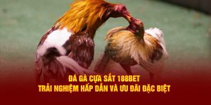 Đá Gà Cựa Sắt 188BET: Trải Nghiệm Hấp Dẫn, Ưu Đãi Đặc Biệt