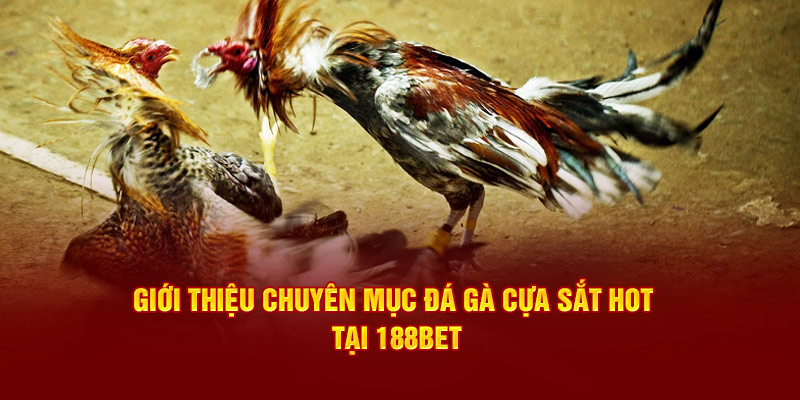 Giới thiệu chuyên mục đá gà cựa sắt hot tại 188bet