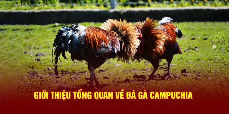 Giới thiệu tổng quan về loại hình đá gà Campuchia