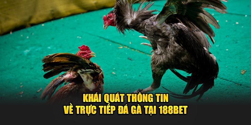 Khái quát thông tin về trực tiếp đá gà tại 188Bet