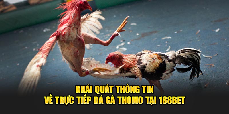 Khái Quát Thông Tin Về Trực Tiếp Đá Gà Thomo Tại 188Bet