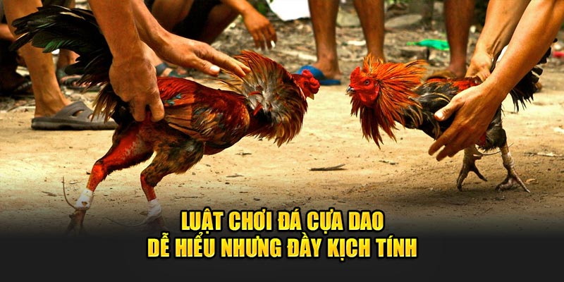 Luật chơi đá cựa dao dễ hiểu nhưng đầy kịch tính