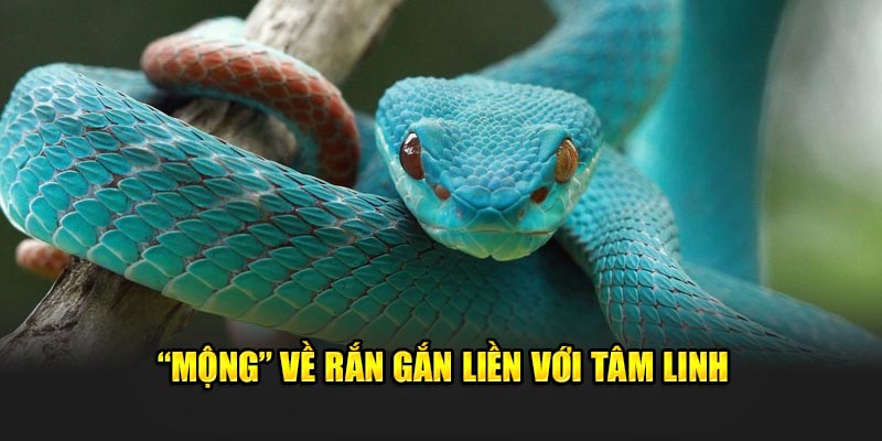 “Mộng” về rắn gắn liền với tâm linh