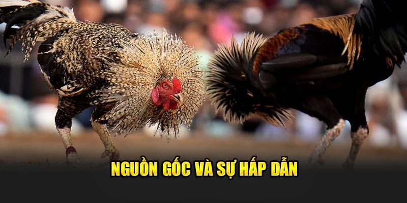 Các trận đấu đá gà cựa dao vô cùng kịch tính và hấp dẫn